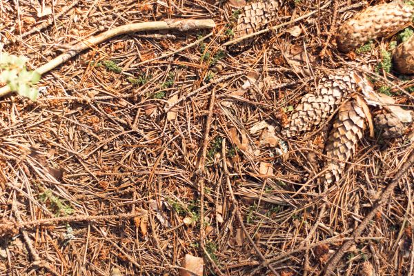 Pine Needles Removal in Santa Fe