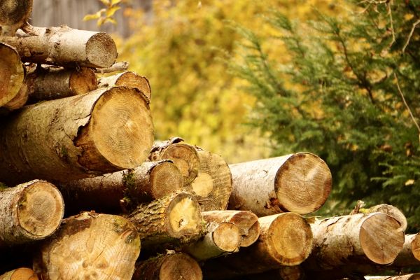 Wood Pile Removal in Santa Fe