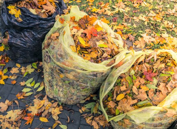 Yard Cleanup Service in Santa Fe