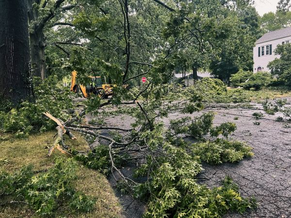 Tree Branch Disposal in Santa Fe
