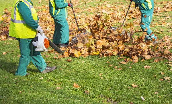 Leaf Maintenance in Santa Fe