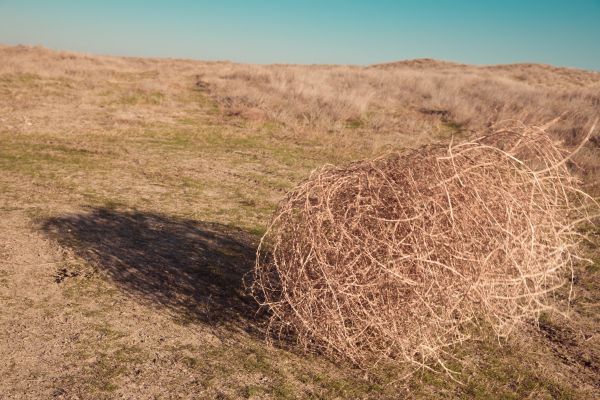 Tumbleweed Removal in Santa Fe