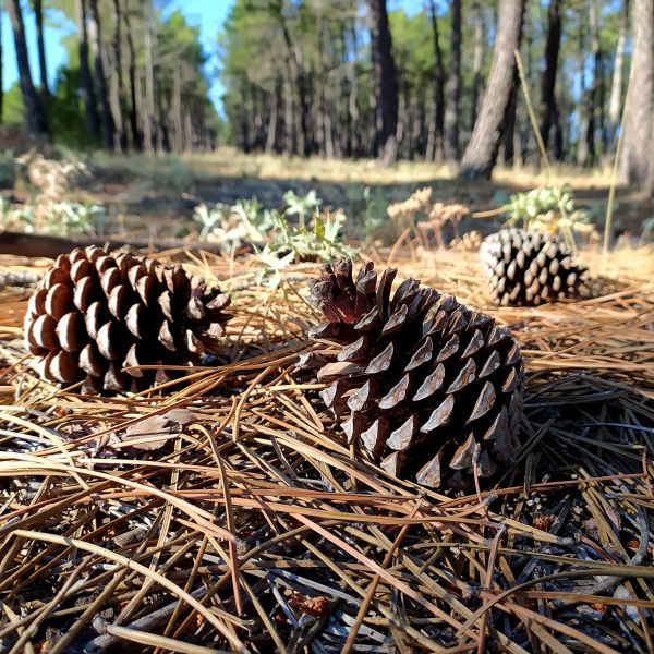 Pine Cone Removal in Santa Fe
