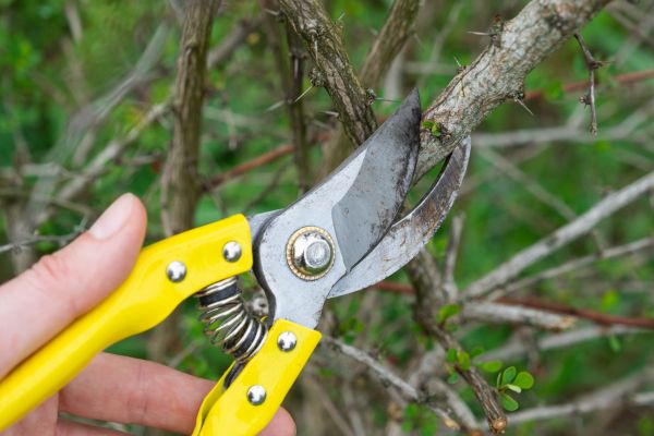 Limbs Removal in Santa Fe