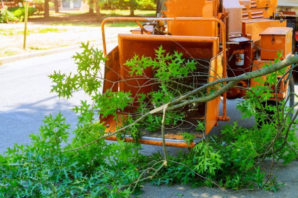 Tree Branches Removal in Santa Fe