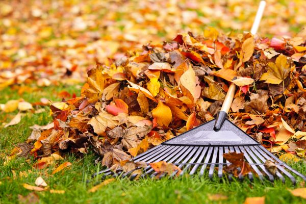 Yard Leaf Removal in Santa Fe