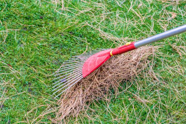 Yard Raking in Santa Fe