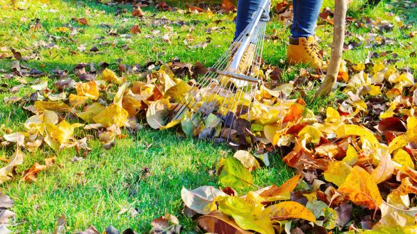 Lawn Cleanup Service in Santa Fe