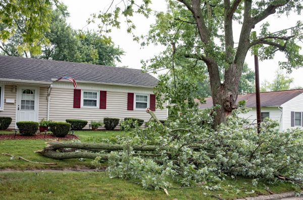 Fallen Branch Removal in Santa Fe