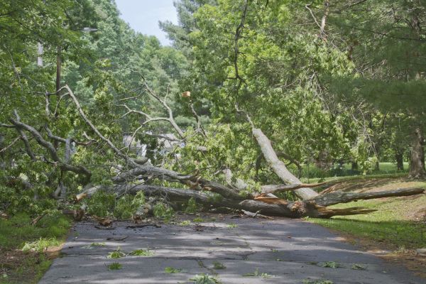 Tree Debris Removal in Santa Fe
